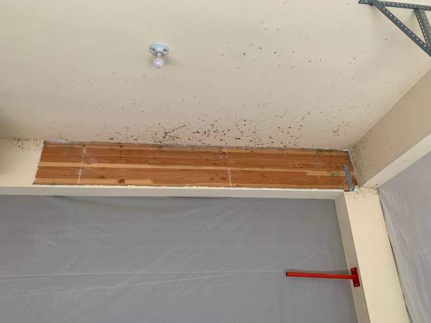 Best Basement Mold Removal  in Morris, MN