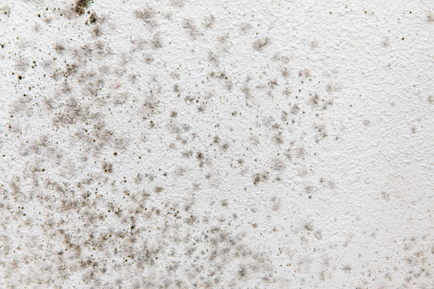 Best Forensic Mold Investigation  in Morris, MN